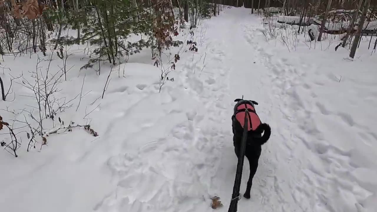 Did We Find ELF Bags ?