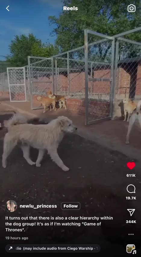 The Lead Dog Doesn't Need to Bark or Snarl