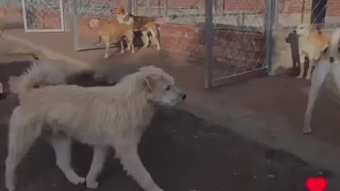 The Lead Dog Doesn't Need to Bark or Snarl