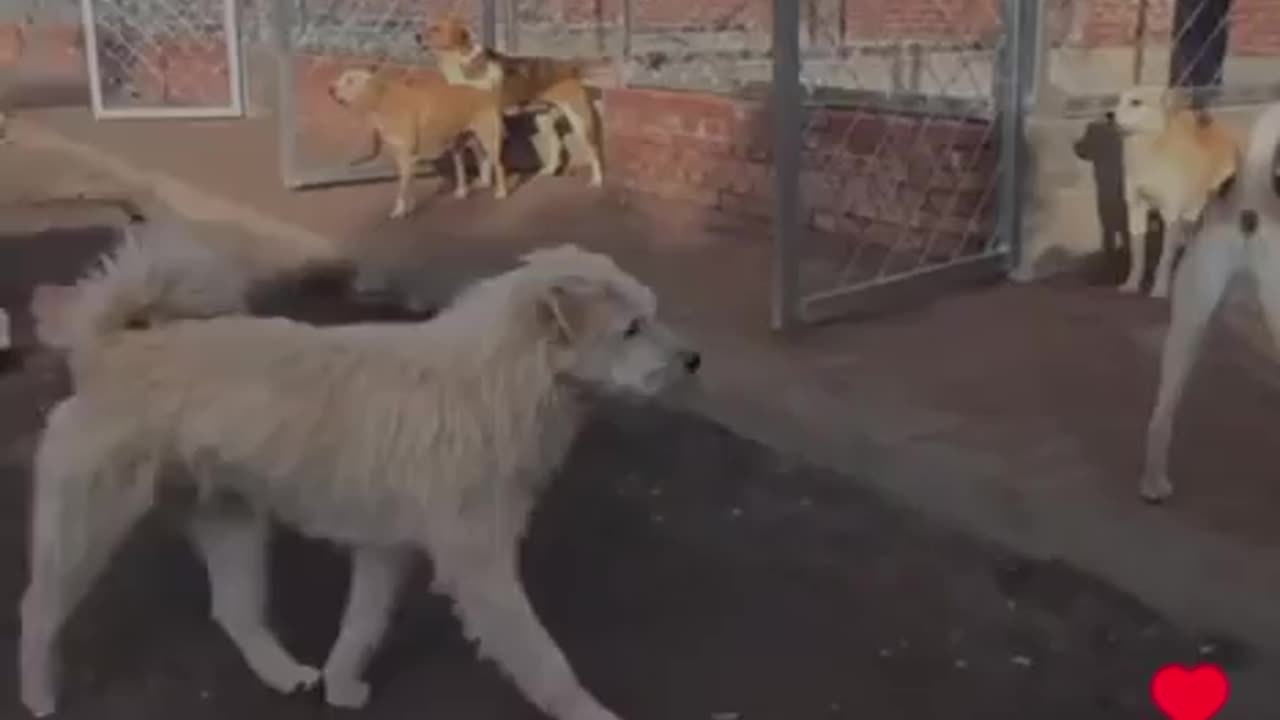 The Lead Dog Doesn't Need to Bark or Snarl