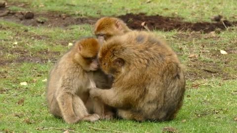 Playing Monkey Funniest Video | Pet Paws Comedy