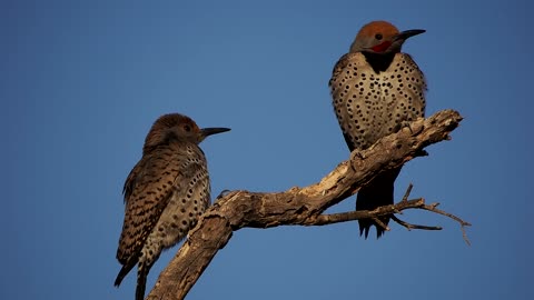 A Pair of Gilded Flickers