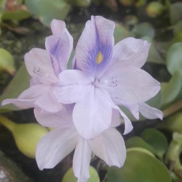 Eichhornia in all its beauty