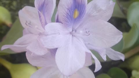 Eichhornia in all its beauty