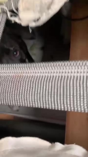 Dog Destroys Sofa to Make a Hiding Spot