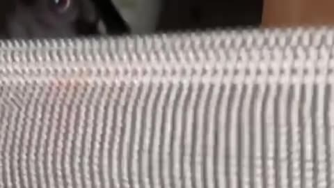 Dog Destroys Sofa to Make a Hiding Spot