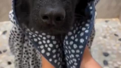 Funny animals Cute animals Cute dogs