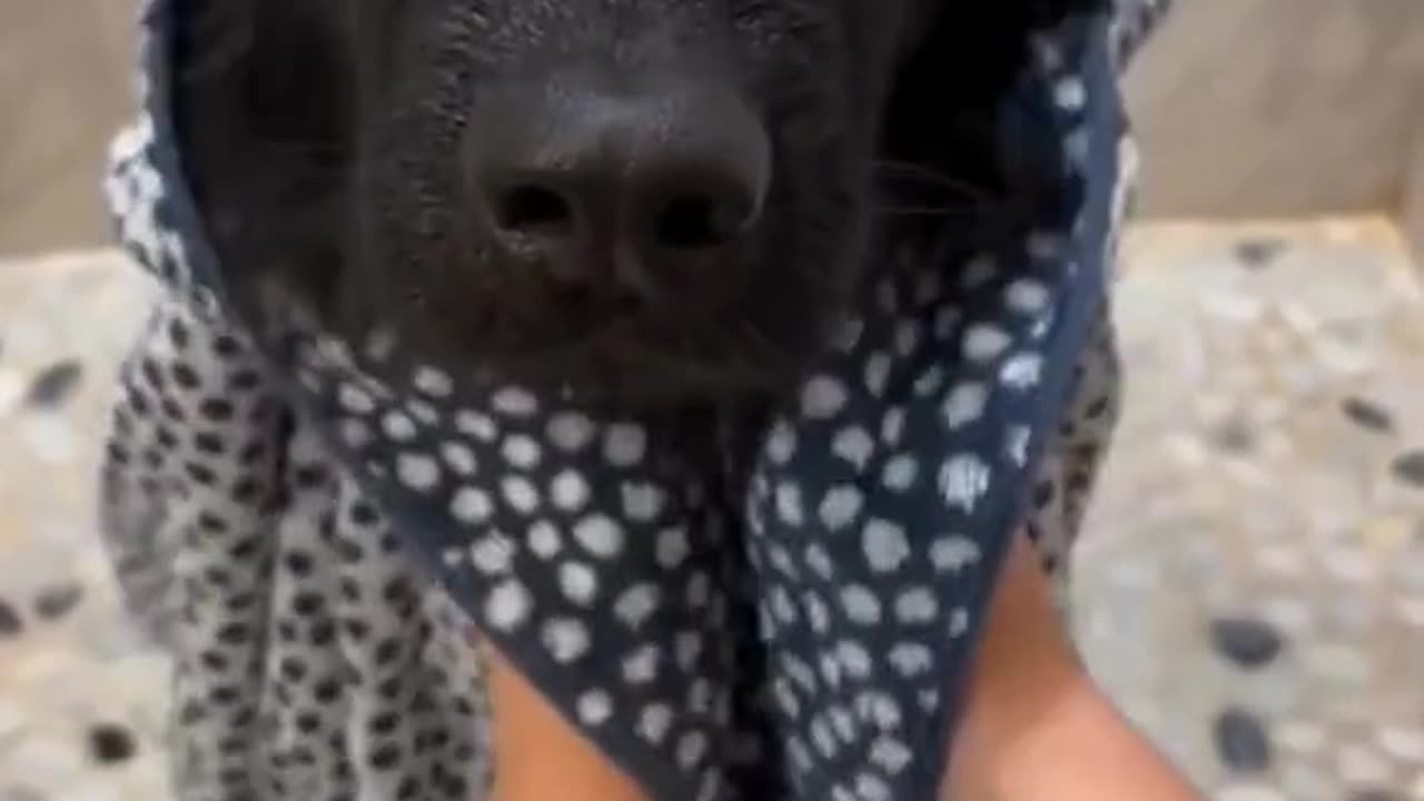 Funny animals Cute animals Cute dogs