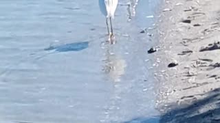 A PEACEFUL MOMENT WITH NATURE AT TURTLE BEACH IN SARASOTA!