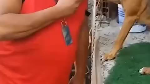 Dogs' reactions to kisses