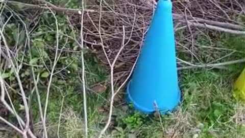 木の葉っぱを食べている山羊さん