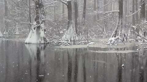 Snowy White Cypress Tree Swamp