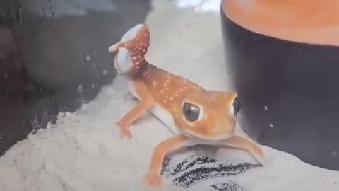 Knob Tailed gecko getting jiggy