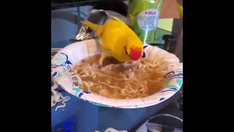 Parrot eating food fanny video