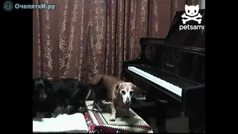Dog with piano № 2