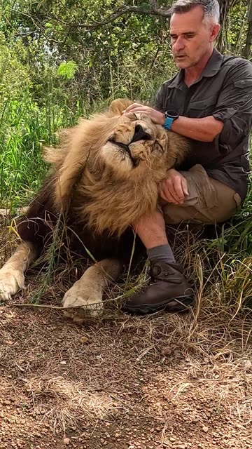 Kevin Richard ~ Brushing a Lion 🦁