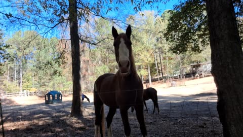 Peaceful Horse Farm!