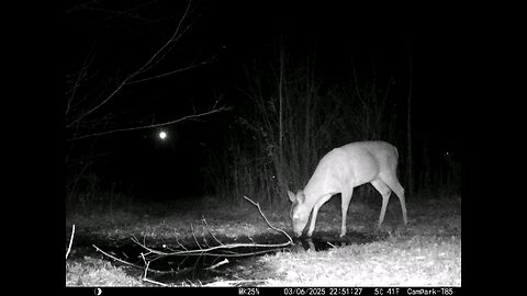 Deer Cam 03-06-2025