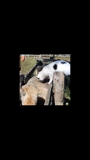 Counting The Sheep…