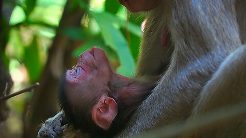 Baby Monkey ERICA is Sleep Till left The Milk Bar