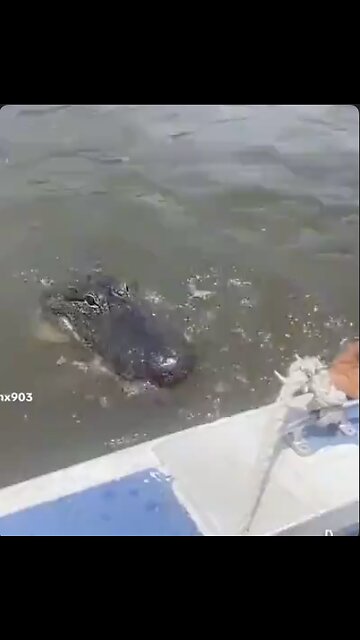 Just feeding his friend the gator. It's his service gator. Never bite the foot that feeds you!🐊