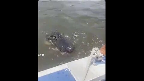 Just feeding his friend the gator. It's his service gator. Never bite the foot that feeds you!🐊