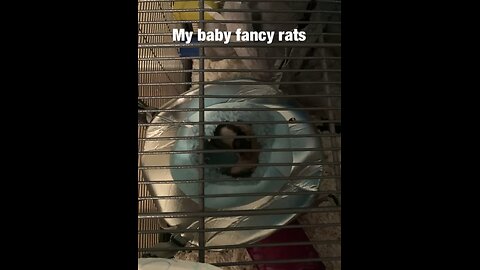 Meet my baby fancy rats Wednesday and Enid