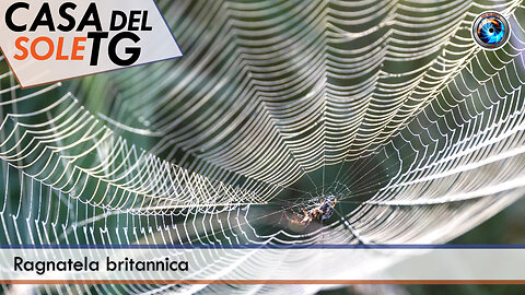 CasaDelSoleTG - 16.10.25 - Ragnatela britannica
