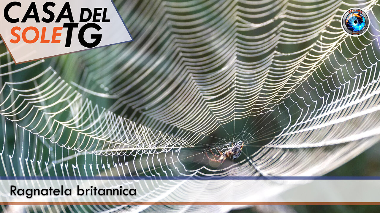 CasaDelSoleTG - 16.10.25 - Ragnatela britannica