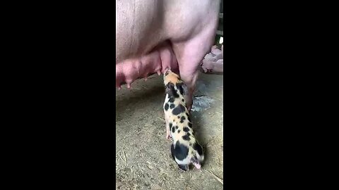 baby pig