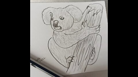 how to draw a koala