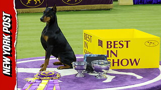 Penny the Doberman pinscher wins best in show at 150th annual Westminster Kennel Club Dog Show