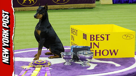 Penny the Doberman pinscher wins best in show at 150th annual Westminster Kennel Club Dog Show