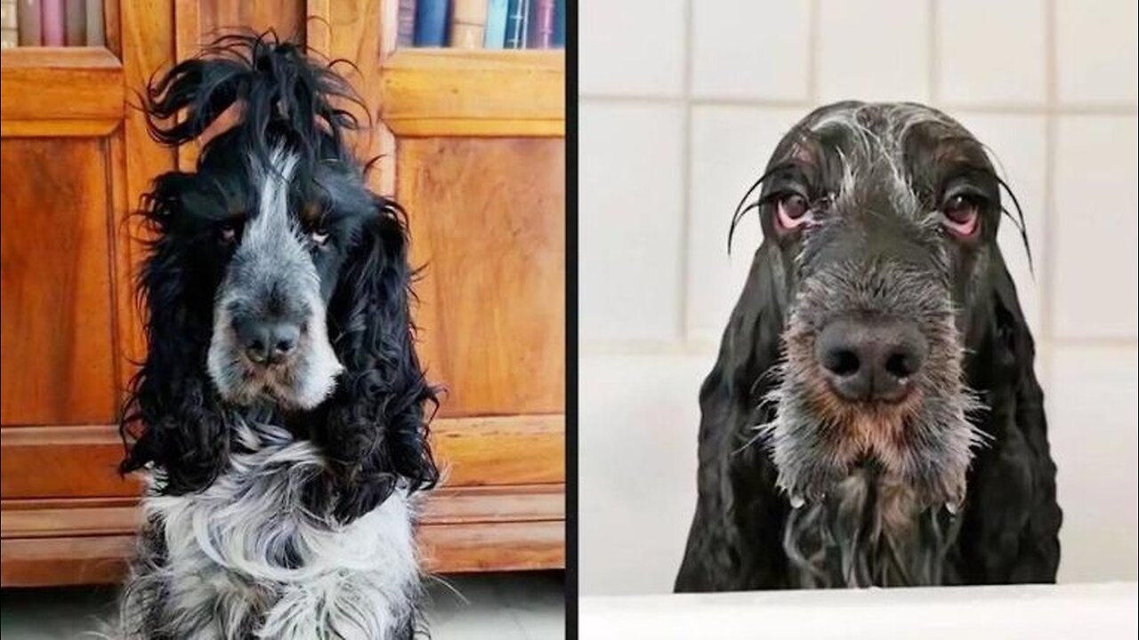 Your Daily Dose of Pets - Baths Aren't For Everyone