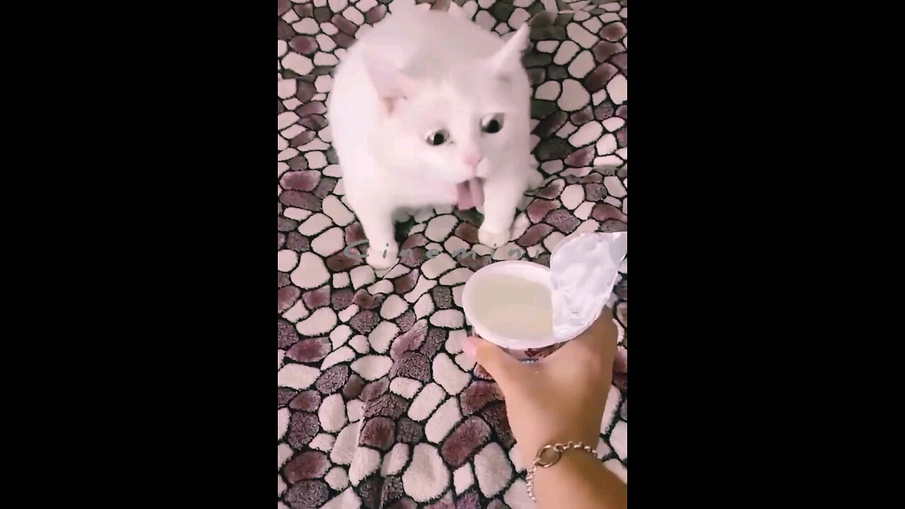 Cute animal kitten #cat #cute #kitten #pets #meow #videos #shorts@The life story of a brave cat