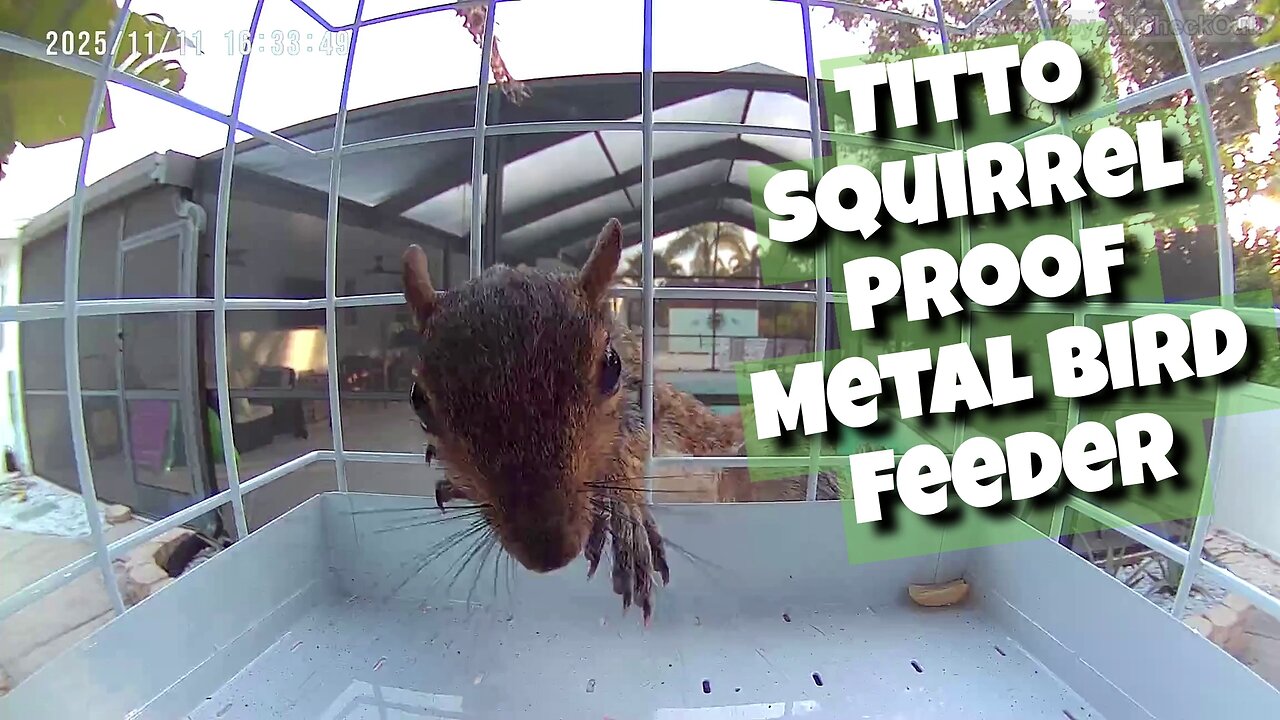TITTO Squirrel-Proof Metal Bird Feeder with Camera – Solar, 2K Live Stream, AI Bird ID