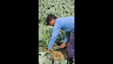 Cauliflower 🥦 cutting ✂️ Machine