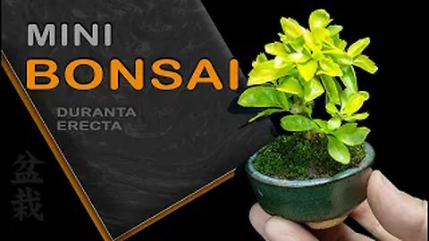 Mini Bonsai - Duranta erecta: Bonsai SP