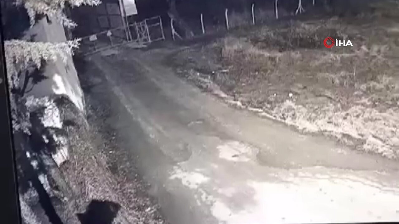 Elazığ'da yerleşim yerine inen kurtlar güvenlik kamerasına yansıdı