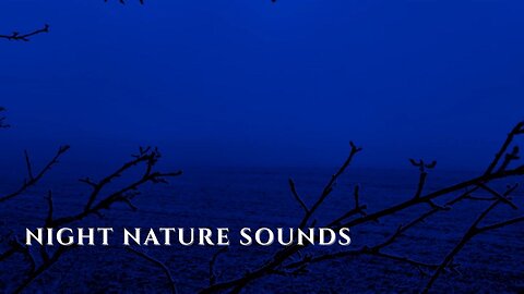 Night Forest Ambience with Fog • Calm Field Sounds at Forest Edge