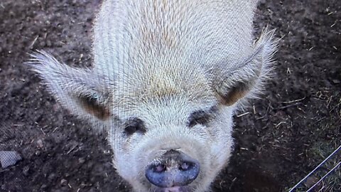 From Mud to Winter Grass: Pig Move