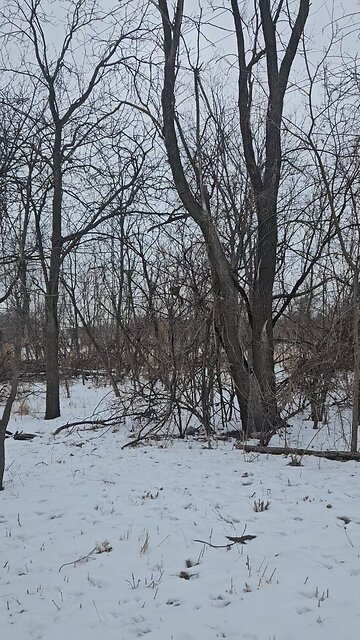 Squirrel on a Branch Eating Black Walnuts I Think