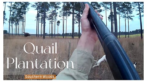 Quail Plantation w/ a 100+ year old Winchester