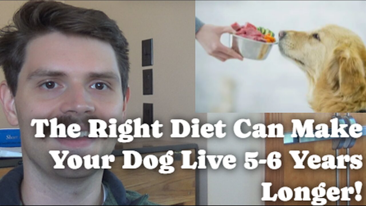 The Right Diet Can Make Your Dog Live 5-6 Years Longer!
