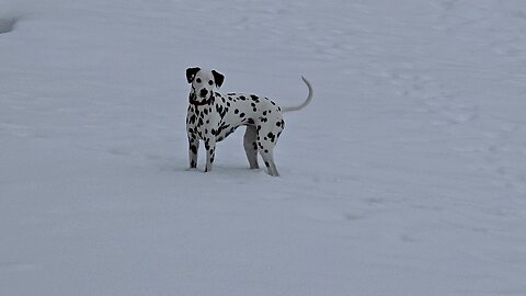 Luna In The Snow at Snowshoe WV