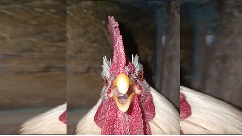 ROOSTER'S MORNING CONCERT! 🎤 Funniest Cock-a-doodle-doo Ever!