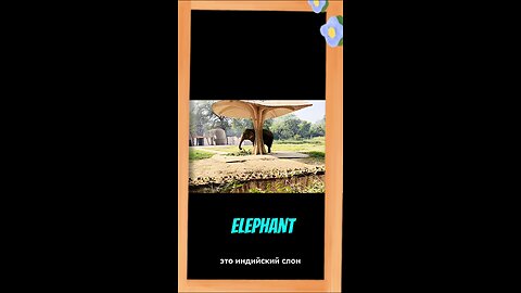 Indian Elephant 🐘: India's Gentle Giant Secrets Revealed!
