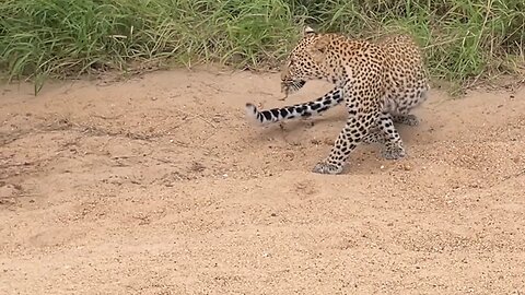 The Innocent Baby Bird Walking Up To A Leopard