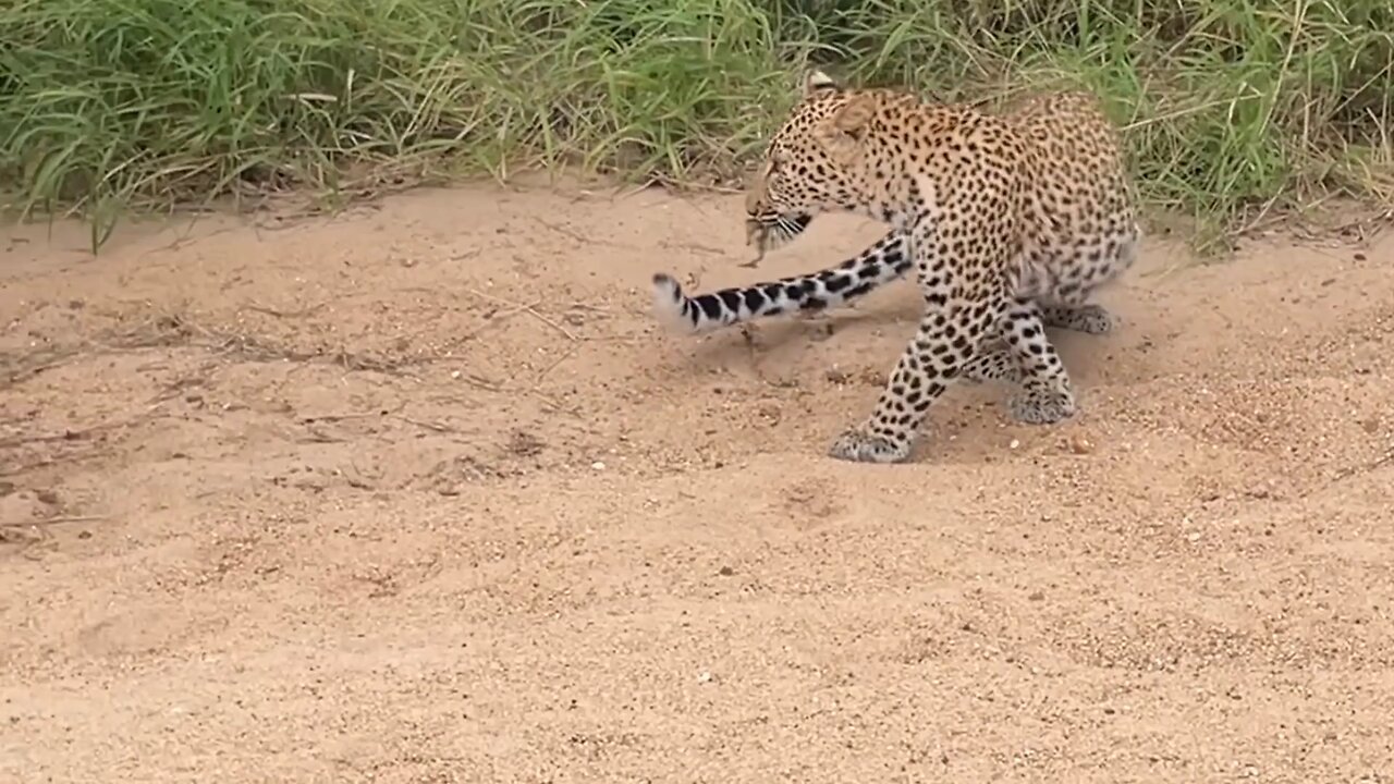 The Innocent Baby Bird Walking Up To A Leopard