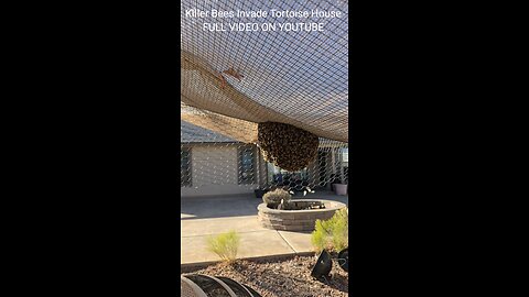 Killer Bees Invade Tortoise House
